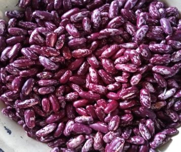 Sample of graded ZSS NUA 45 seed