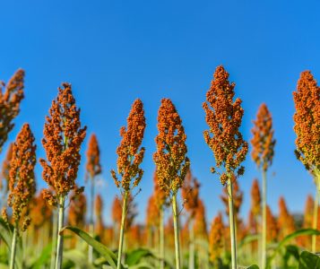 Shutterstock-Image-Sorghum-scaled.jpg