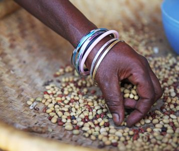 Shutterstock Image Various Seeds